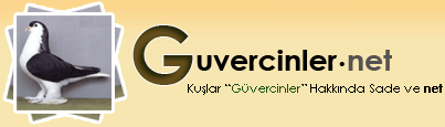 Gvercinler