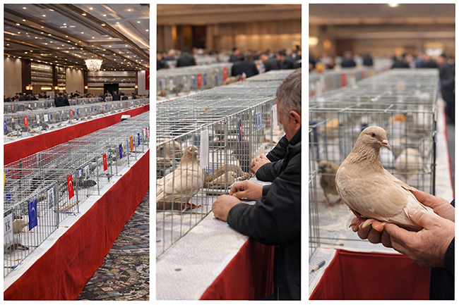 Ankara’da Kanatlı Asalet Yarışı: Şebaplar Sahneye Çıktı