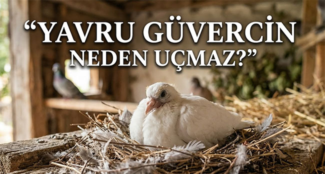 Yavru Güvercin Neden Uçmaz