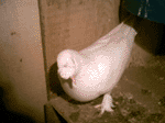 Gvercingiller - Columbidae