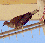 Kumru